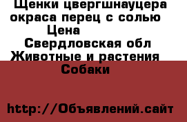 Щенки цвергшнауцера окраса перец с солью › Цена ­ 25 000 - Свердловская обл. Животные и растения » Собаки   